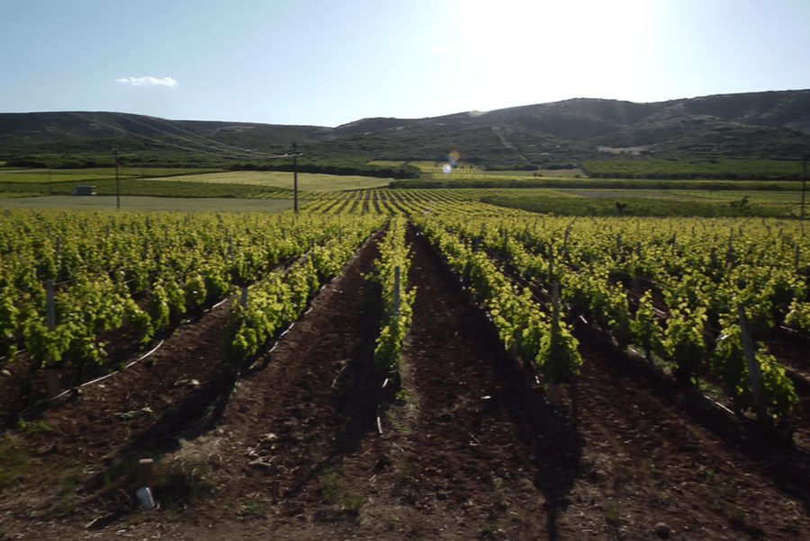 tirnavos-winery-gallery-02.png